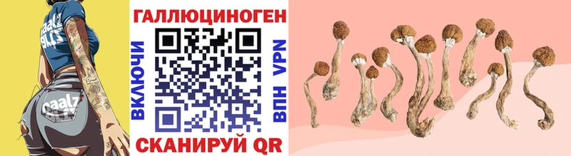 blacksprut онион  Ельня  Псилоцибиновые грибы MAGIC MUSHROOMS  где продают  